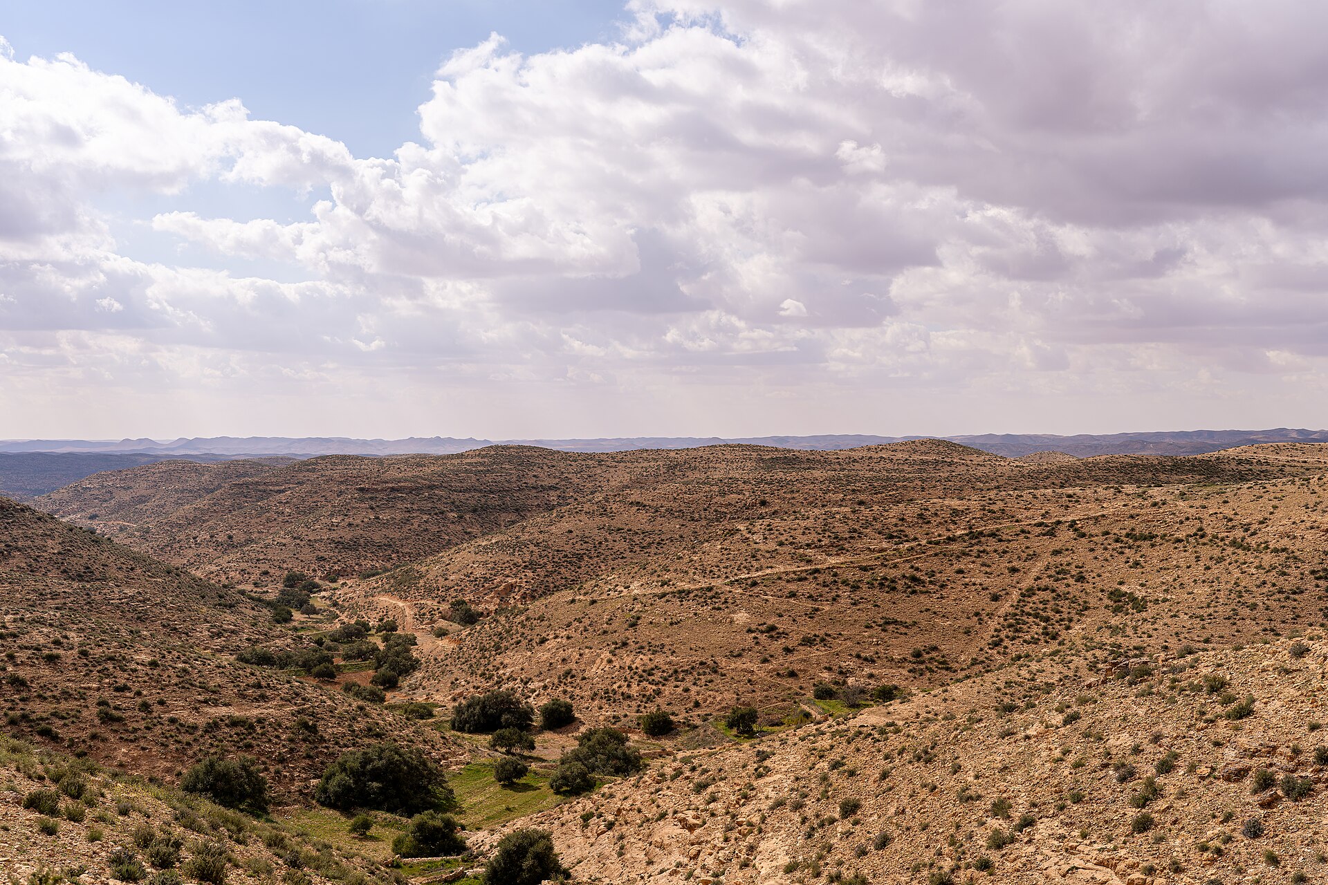 An olive grove in the Dahar region of Tunisia, rows of ancient olive trees on arid land