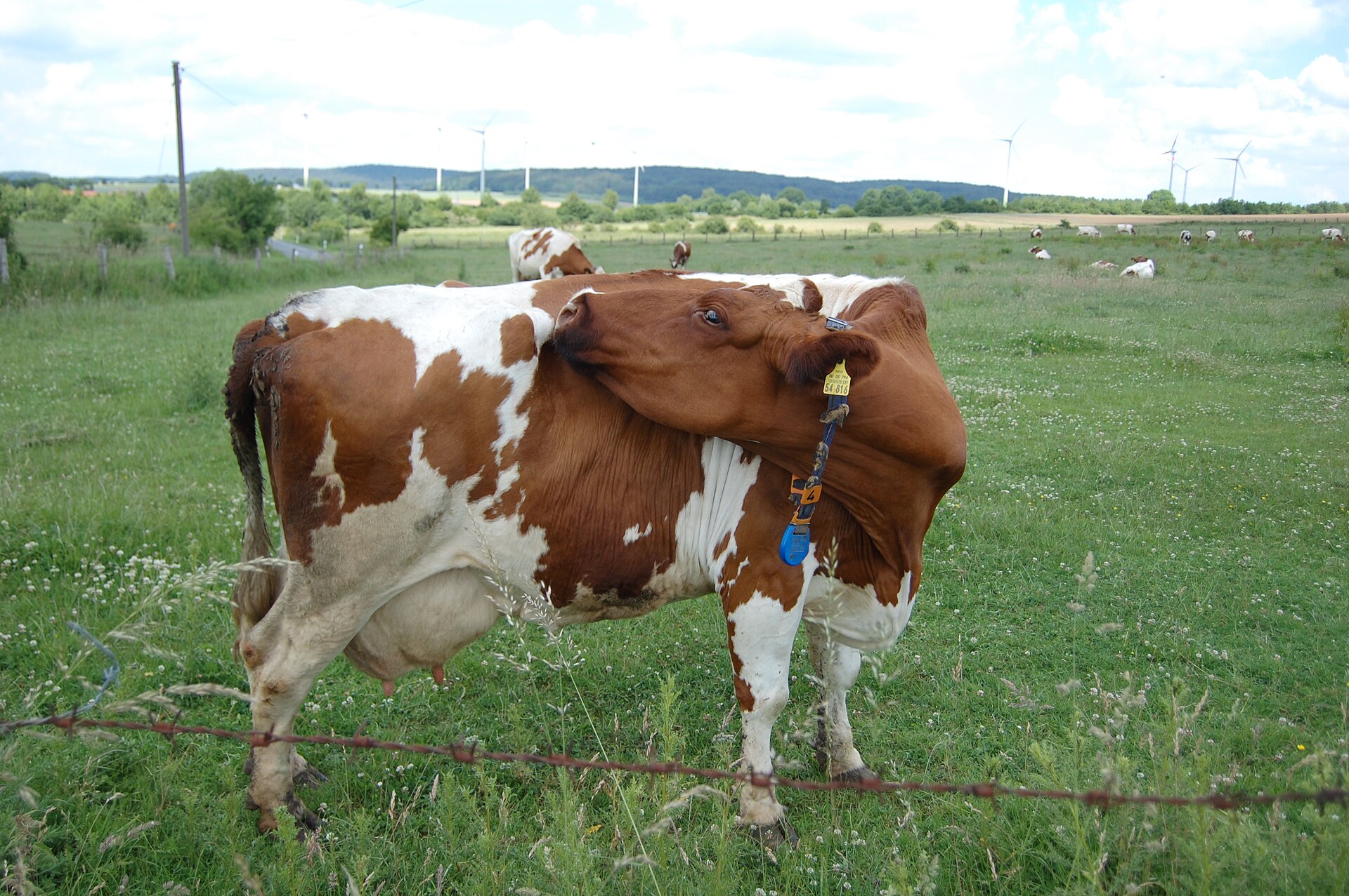 A dairy cow grazing on pasture