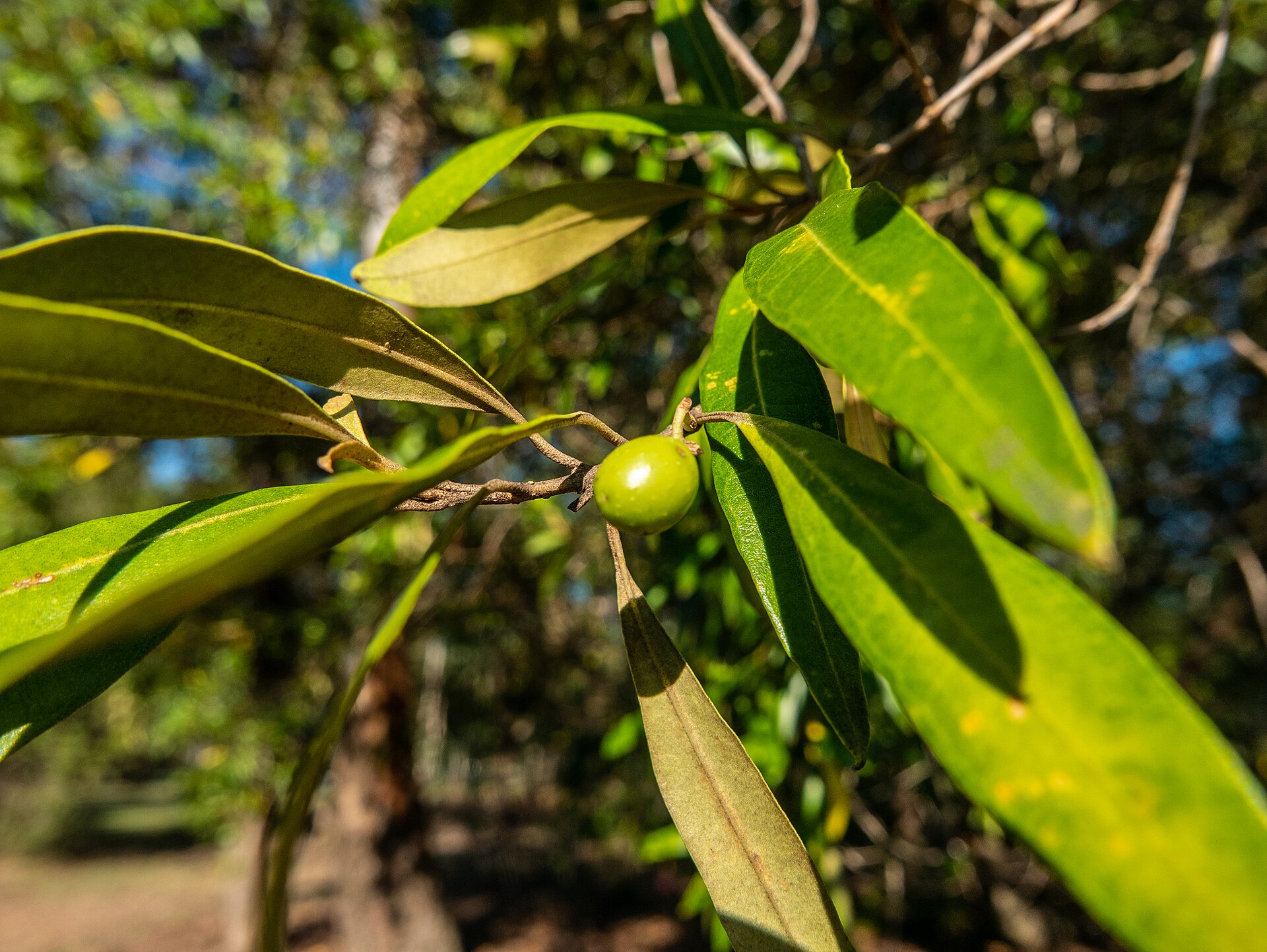 Green olives ripening on an olive tree branch